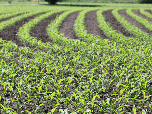Informa&#039;s affiliate group in Argentina conducted a survey of farmers following the recent presidential election that indicated farmers would plant 3.3 million hectares (8.15 million acres) of corn, up 400,000 hectares (about 988,000 acres) from last month&#039;s estimates. (DTN file photo)